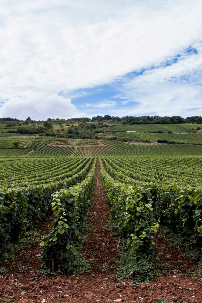 Exploring the Flavor Profiles of France's Premier Wine Regions